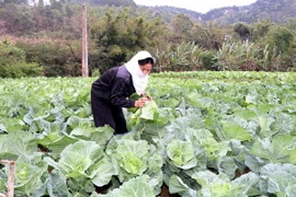 (Ảnh minh họa: Thái Thuần/TTXVN)