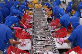 Chế biến cá tra xuất khẩu tại Nhà máy chế biến đông lạnh cá tra, công suất 600 tấn/ngày của Công ty Cổ phần Đầu tư & Phát triển Đa Quốc gia (IDI), thuộc Sao Mai Group. (Ảnh: Vũ Sinh/TTXVN)