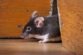 (Nguồn: nbcnews.com)