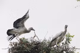 Cò nhạn ở rừng tràm Gáo Giồng. (Ảnh: Nguyễn Văn Trí/TTXVN)