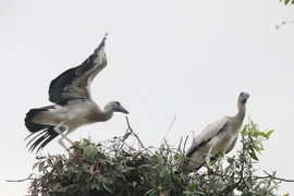 Cò nhạn ở rừng tràm Gáo Giồng. (Ảnh: Nguyễn Văn Trí/TTXVN)