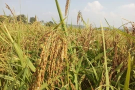 (Ảnh minh họa: Nguyễn Nam/TTXVN)