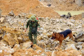 Chó nghiệp vụ tham gia tìm kiếm những nạn nhân mất tích tại Thủy điện Rào Trăng 3. (Ảnh: TTXVN phát)