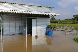 Vỡ đê ở ấp Thiện Mỹ, xã Tân Thiềng, huyện Chợ Lách gây ngập nhiều nơi. (Ảnh: Trần Thị Thu Hiền/TTXVN)