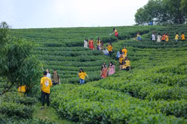 Những người tham gia Green Innovation Tour được chia sẻ nhiều hơn về cây chè, đóng góp ý kiến xây dựng thương hiệu địa phương dựa vào tài sản trí tuệ, góp phần nâng cao đời sống của người dân. (Ảnh: Minh Sơn/Vietnam+)