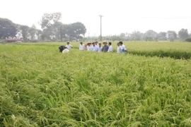 Chuyển đổi cơ cấu cây trồng hiệu quả cho vùng ĐBSCL