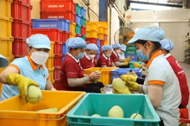 Công nhân lựa chọn xoài xuất khẩu. (Ảnh: Thanh Bình/TTXVN)