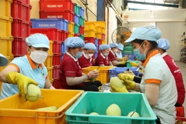 Công nhân lựa chọn xoài xuất khẩu. (Ảnh: Thanh Bình/TTXVN)