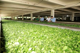 Nông dân huyện Mộc Châu (Sơn La) thu hái chè. (Ảnh: TTXVN phát)