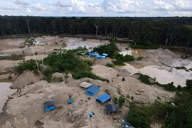 Trại của những người khai thác vàng ở Los Amigos, thuộc vùng Madre de Dios, Peru. (Nguồn: Reuters)