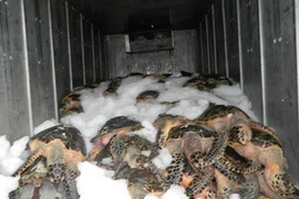 Bắt quả tang xe đông lạnh chở 1 tấn rùa biển quý hiếm 