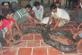 Con trăn mà anh Sanh bắt được là trăn đất. (Nguồn: khoahoc.com.vn)