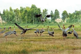 Sếu đầu đỏ ở Vườn Quốc gia Tràm Chim. (Nguồn: Internet)