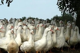 Ảnh minh họa. (Nguồn: aqui.fr)