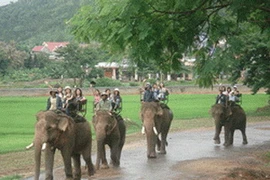 Voi nhà ở Đắk Lắk chủ yếu sử dụng vào việc phục vụ khách du lịch và tham gia các lễ hội văn hóa truyền thống của địa phương. (Nguồn: moitruongdulich)