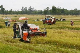 Thu hoạch úa Hè Thu. (Ảnh: Hồ Cầu/TTXVN)