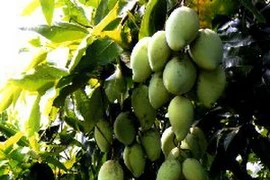 Vườn xoài cát Hòa Lộc. (Ảnh: Đình Huệ/TTXVN)