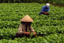 (Ảnh minh họa của Thanh Long/TTXVN)