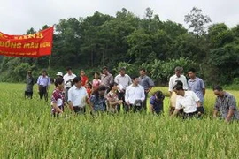 (Ảnh minh họa của Vũ Sinh/TTXVN)