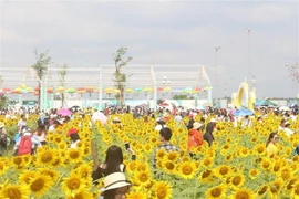 Cánh đồng hoa hướng dương ở quận Thủ Đức là điểm đến mới cho du khách năm 2019. (Ảnh: Gia Thuận/TTXVN )