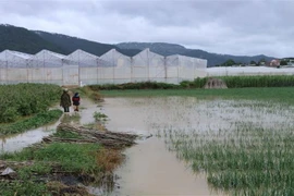 Một vườn hành tây của người dân xã Lạc Xuân, huyện Đơn Dương bị ngập trong nước lũ. (Ảnh: Nguyễn Dũng/TTXVN)