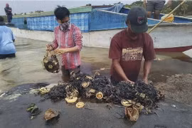 Các nhà nghiên cứu loại bỏ chất thải nhựa khỏi dạ dày của một chú cá voi trên bãi biển tại Công viên Quốc gia Wakatobi ở Đông Nam Sulawesi của Indonesia. (Nguồn: AP)