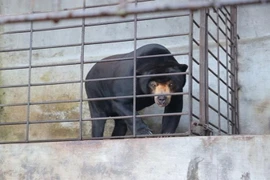 Cá thể gấu chó. (Ảnh: Đặng Tuấn/TTXVN)