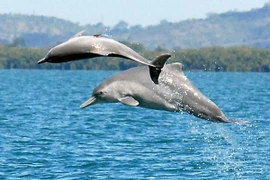 Tìm thấy loài cá heo lưng gù mới ở Bắc Australia 