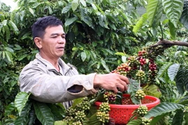 Việt Nam có thể bán tới 55% sản lượng vụ càphê trước Tết 