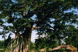 Phê duyệt nhiệm vụ quy hoạch di tích đặc biệt Tân Trào