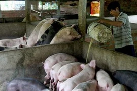 (Ảnh minh họa: TTXVN)