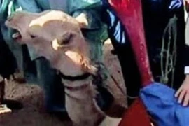 (Ảnh: standard.co.uk)