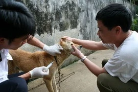 Tiêm vắcxin bệnh dại cho chó. (Ảnh: Xuân Trường/TTXVN)