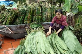 (Ảnh minh họa: TTXVN)