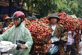 Người dân huyện Lục Ngạn chở vải đi tiêu thụ. (Ảnh: Trần Việt/TTXVN)