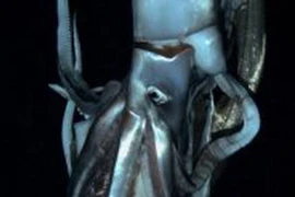 Hình ảnh con mực khổng lồ. (Nguồn: NHK)