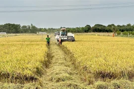 Nông dân An Giang thu hoạch lúa. (Ảnh: Thanh Sang/TTXVN)