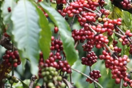 Giá càphê trên địa bàn tỉnh đang dao động gần 60.000 đồng/kg càphê nhân, cao hơn gần 1,5 lần so với cùng thời điểm năm 2022. (Ảnh: Tuấn Anh/TTXVN)