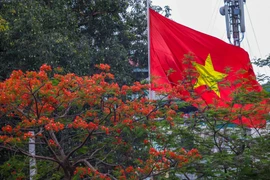 Cứ mỗi khi thấy sắc đỏ hoa phượng rực rỡ trên các tuyến đường Hà Nội, người ta biết mùa Hè đã về. (Ảnh: Vietnam+)