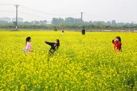 Thời điểm đầu đông, giới trẻ Hà Nội thi nhau tìm đến những vườn hoa cải ở khu vực ngoại thành khi nơi đây đã nở hoa vàng tươi, tạo nên những thảo nguyên hoa rực rỡ. (Ảnh: Thế Đại/Vietnam+)