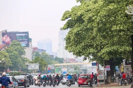 Giữa tiết trời se se lạnh cuối thu, Thủ đô trở nên dịu dàng, lãng mạn với hương hoa sữa thoảng bay trong gió, lan tỏa vào tiềm thức mỗi người. (Ảnh: Vietnam+)