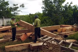 Gỗ do lâm tặc khai thác trái phép bị lực lượng chức năng huyện Vĩnh Linh bắt giữ. (Ảnh: Trần Tĩnh/TTXVN)