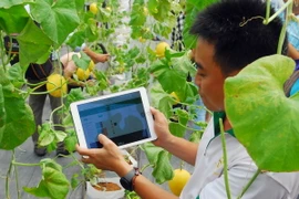 Ảnh chỉ có tính minh họa. (Ảnh: Mạnh Linh/TTXVN)
