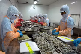 Chế biến tôm đông lạnh xuất khẩu. (Ảnh: Danh Lam/TTXVN)