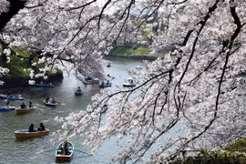 Khách du lịch ngắm hoa anh đào nở rộ tại Tokyo. (Nguồn: THX/TTXVN)