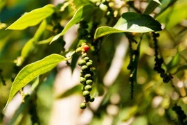 Ứng dụng công nghệ cao trong canh tác hồ tiêu trên vùng núi cao Hà Tiên. (Ảnh: Hồng Đạt/TTXVN)