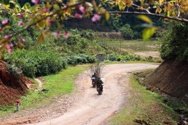 Những cành đào rừng được người dân chở về bán. (Ảnh: Nguyễn Xuân Tiến/TTXVN)