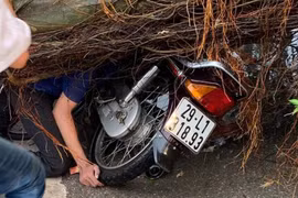Cây si đổ đè lên người và xe máy trong cơn mưa lớn. (Ảnh: Sơn Bách/Vietnam+)