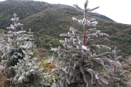 [Photo] Băng tuyết phủ kín nhiều nơi trên Cao nguyên đá Đồng Văn