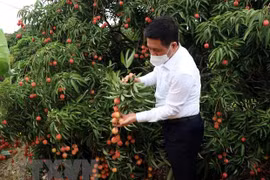 [Video] Xuất khẩu những tấn vải thiều đầu tiên đi Nhật Bản, Singapore